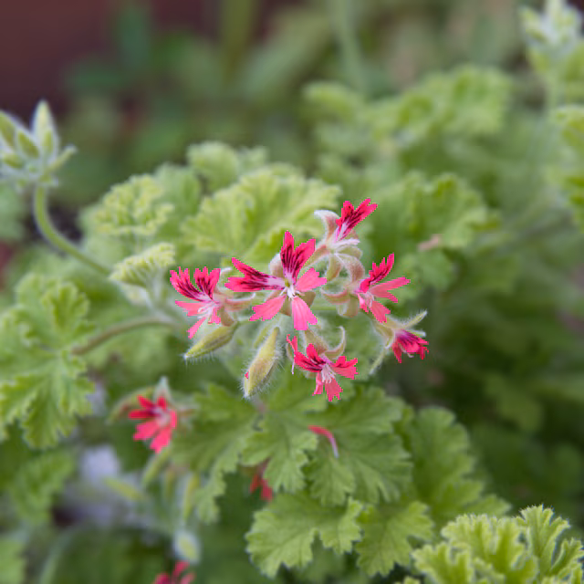 Pelargonium 'Concolor Lace'